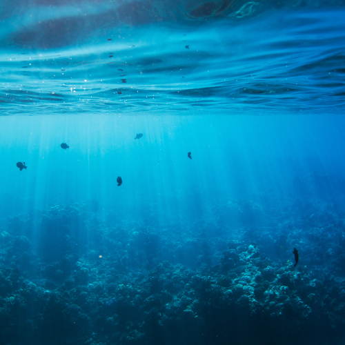 Life under the sea.